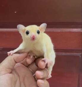 sugar glider male