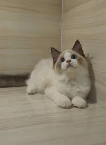 Ragdoll High Quality Male kitten import China
