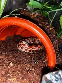 Cornsnakee hypomelanistic ( One Set )
