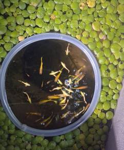 guppy full gold