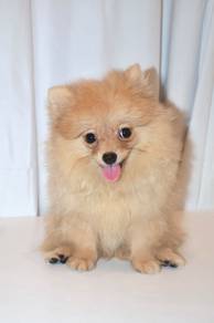 J0075 Pomeranian Tiny Fluffy Companion Puppy