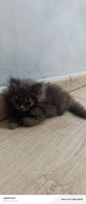 DLH mix BSH+Munchkin jantan