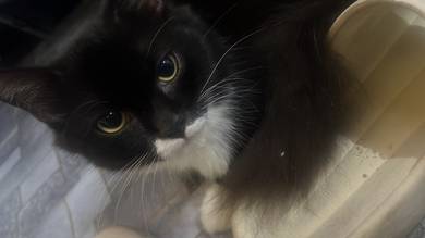 dlh long fur male