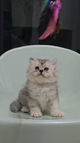 British Long Hair Kitten Kucing Comel BLH