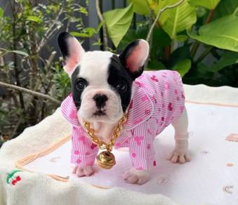 FRENCH BULLDOG PUPPIES VIP116 🌻 Cow Pattern