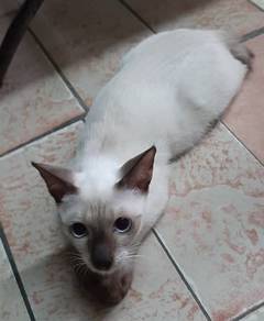 Siam cat