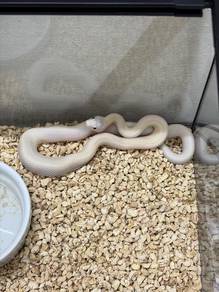 Lucy Texas Rat Snake