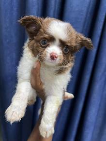 chihuahua+6