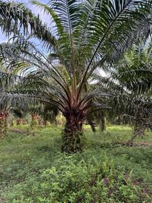 Agricultural Land in Pontian, JHR
