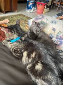 Kucing baka maincoon