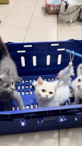 BSH British Shorthair （kitten）