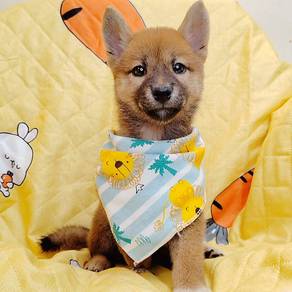 Shiba