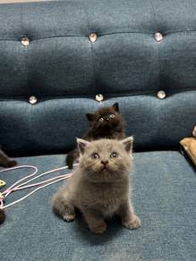BSH Cat / Kitten
