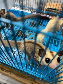 Gliders for sale
