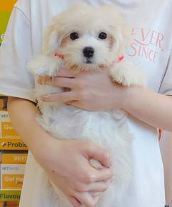 Maltese