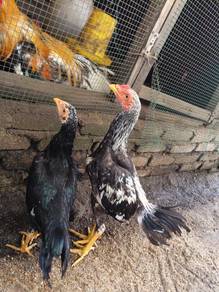 ayam ratu sepasang