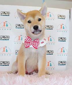 Shiba Inu