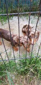 Jollybean Dachshund