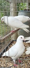 BURUNG MERPATI PUTIHh MURAH