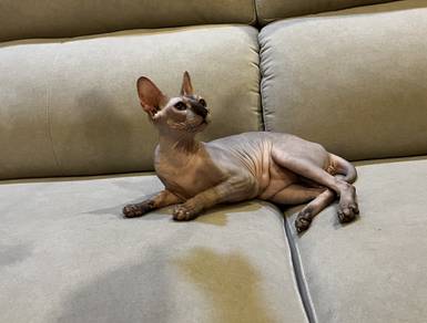 sphynx cat kucing comel kucing murah