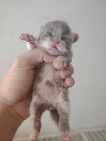 Pure British Shorthair BSH Kitten