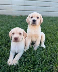 Labrador retriever x