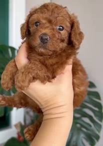 Poodle Female