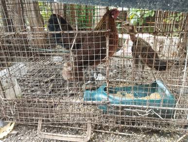 ayam hutan 