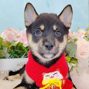 Shiba