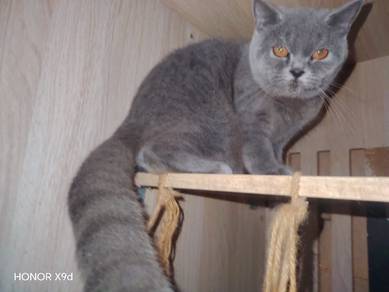 Bsh British Shorthair