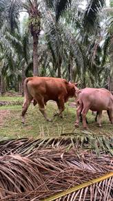 Lembu qurban diletgo