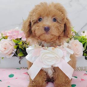 Poodle