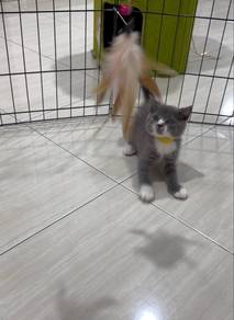 Kucing British Shorthair Bicolour (Stocking)