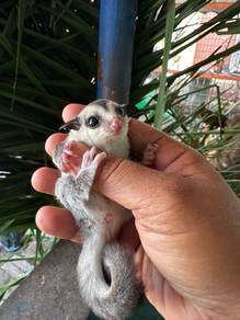 sugar glider white face