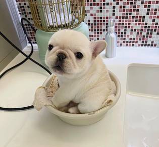 French Bulldog