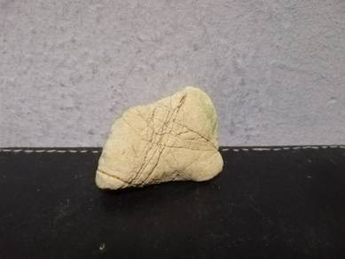Rare Stone Fish