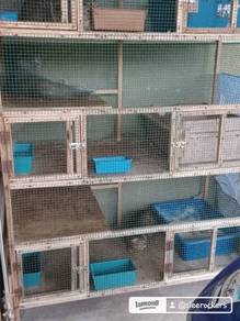 Cat Sitter Services
