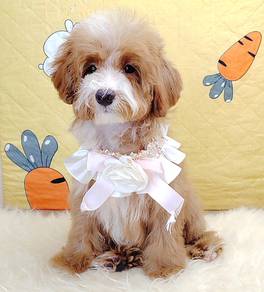 Maltipoo