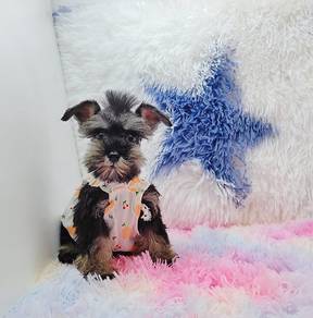 Schnauzer