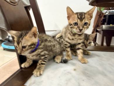 Bengal Kittens for Rehome
