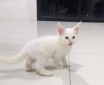 Mainecoon kitten 3 months.