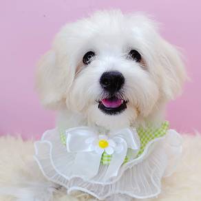 Maltipoo