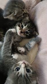 anak kucing baka British long hair