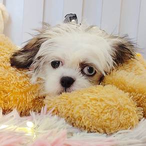 Shih Tzu