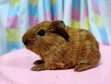 Guinea pig