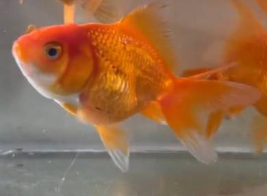 red goldfish