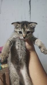 scottish fold mix 