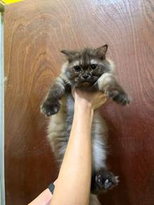 Mix Persian Betina
