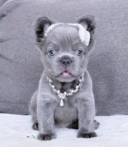 FRENCH BULLDOG PUPPIES 🌻VIP132 Long Fur / Girl