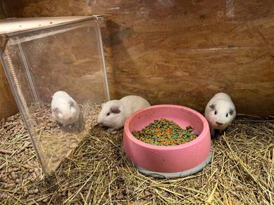 White California Guinea Pig